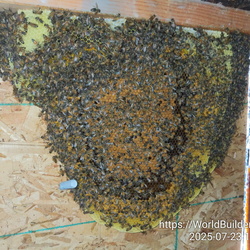 Live Bee Removal